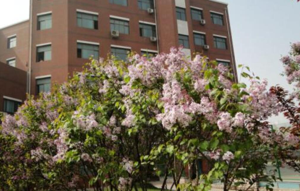 开满丁香花的校园.jpg 开满丁香花的校园.jpg