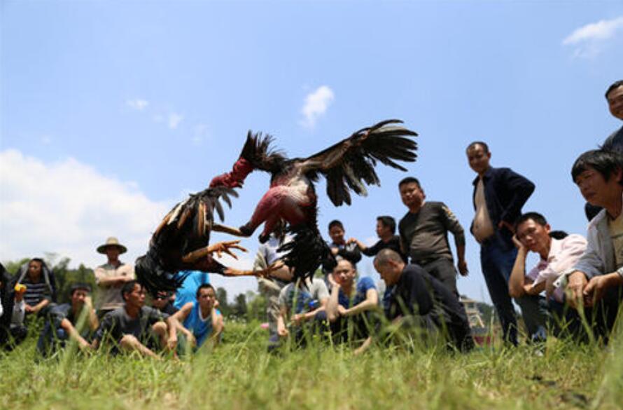 斗鸡表演.jpg 斗鸡表演.jpg