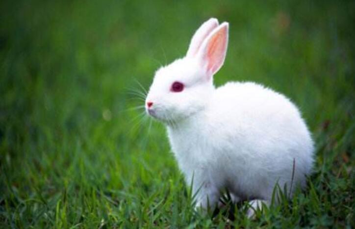 小白兔.jpg