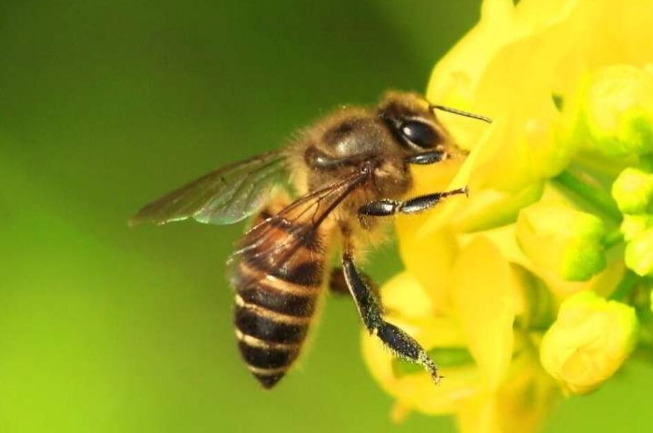 蜜蜂.jpg 蜜蜂.jpg