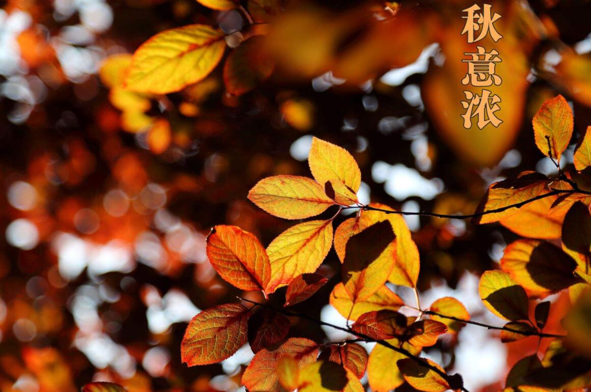 秋意浓.jpg