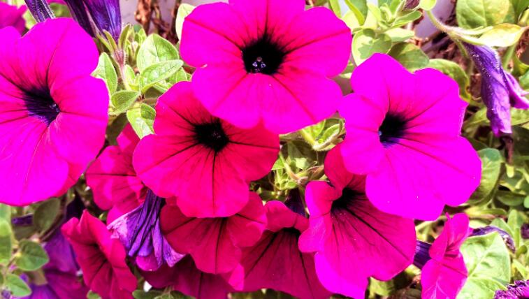 为他开一朵绚丽的花.jpg 为他开一朵绚丽的花.jpg