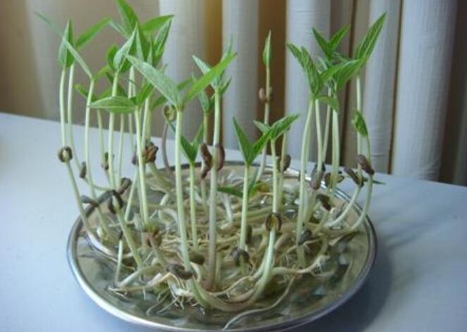 绿豆的生长变化过程.jpg 绿豆的生长变化过程.jpg