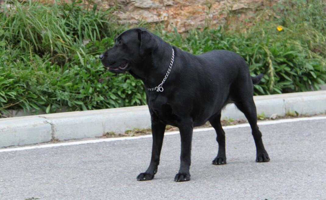 黑狗.jpg