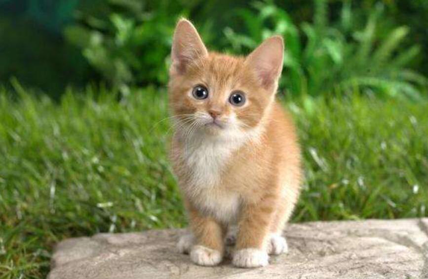 我家的小猫.jpg 我家的小猫.jpg