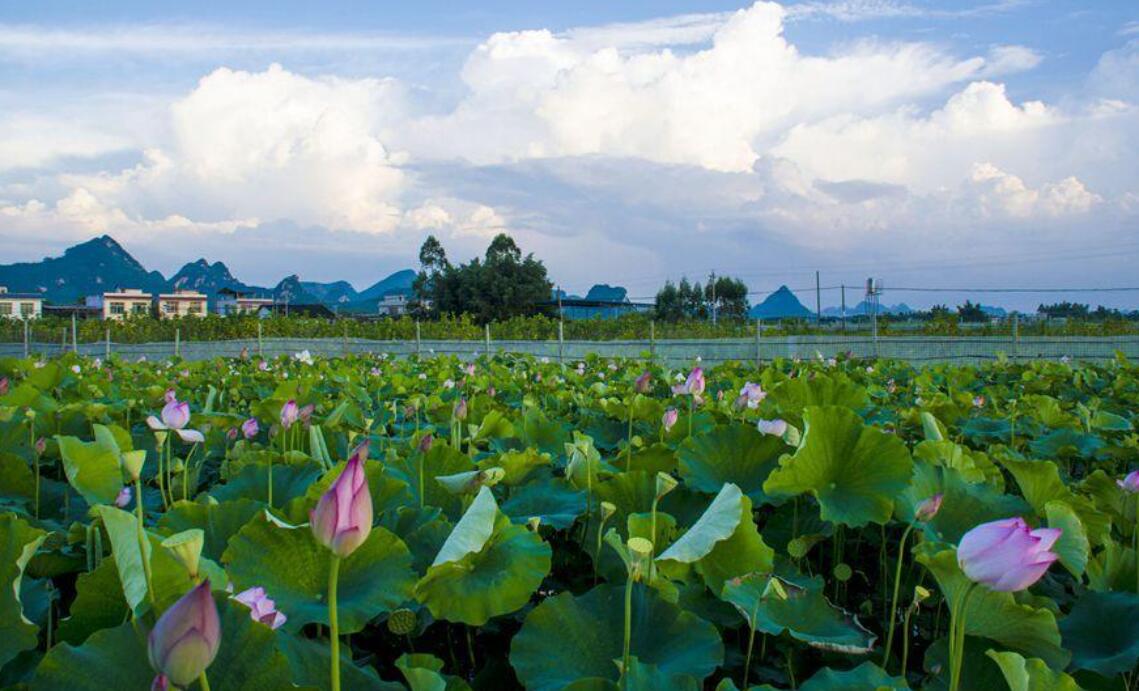 夏天的荷塘.jpg 夏天的荷塘.jpg