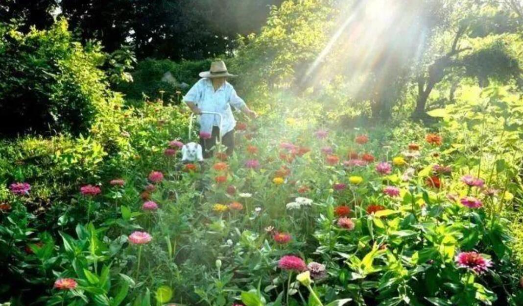 奶奶与花作文700字