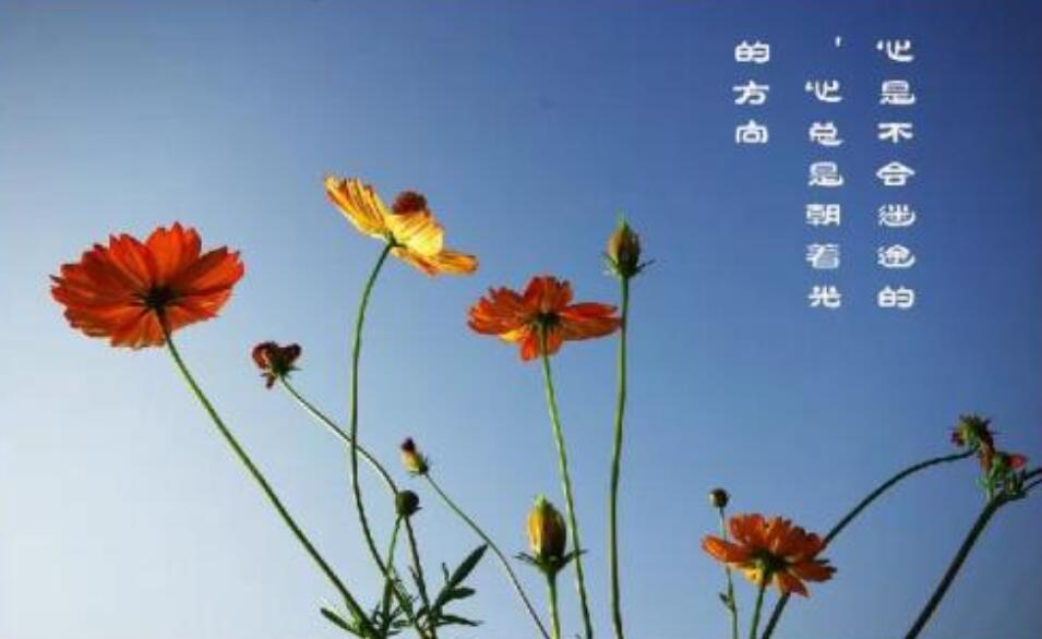 让我欢喜让我忧作文800字