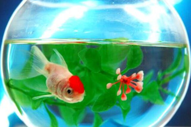 让人欢喜让人忧作文700字