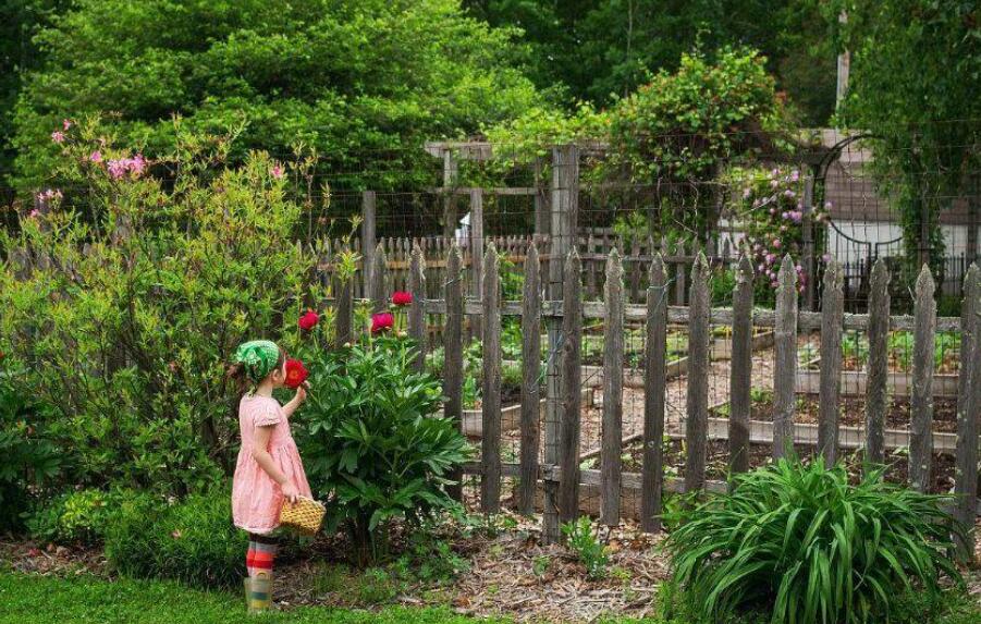 秋游本草园作文800字