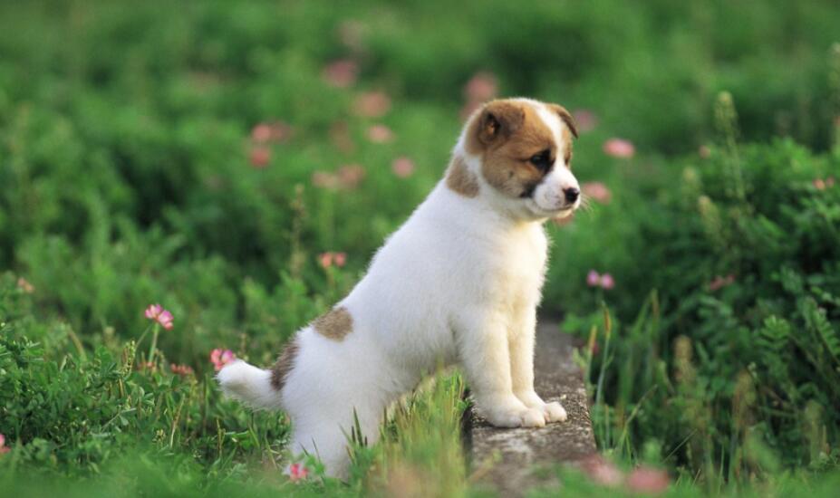 写狗的作文600字初中