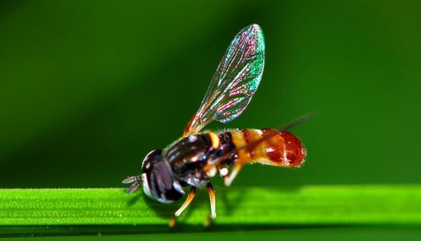 捉蝇趣事作文500字