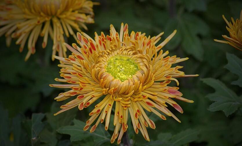 写菊花的作文800字高中