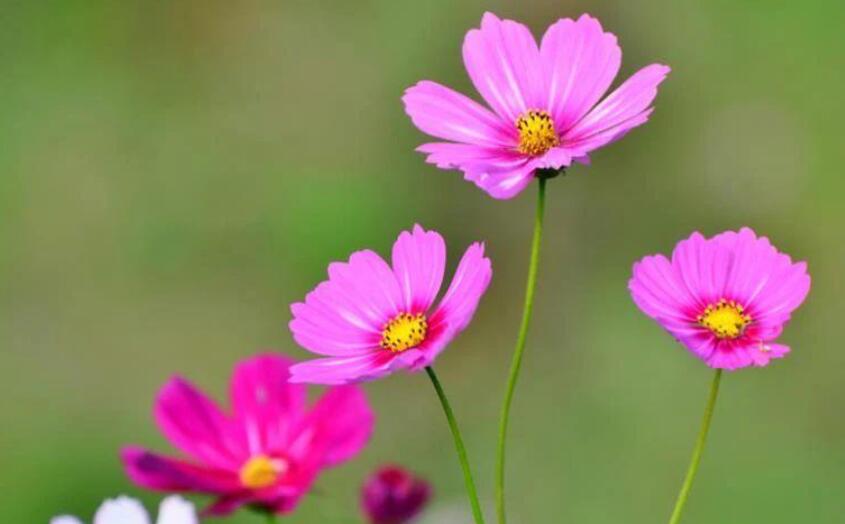 静候花开时作文600字