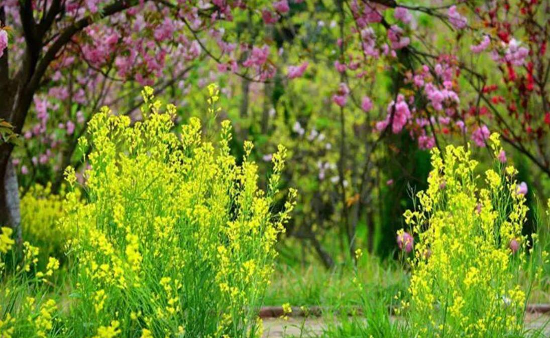 遇见你就像遇见了春天作文700字