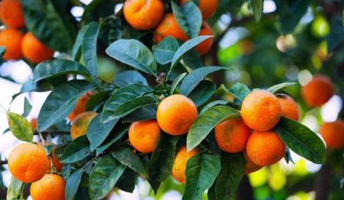 橘子作文500字五年级