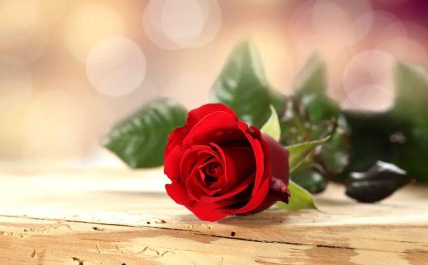 我变成了一朵玫瑰.jpg 我变成了一朵玫瑰.jpg