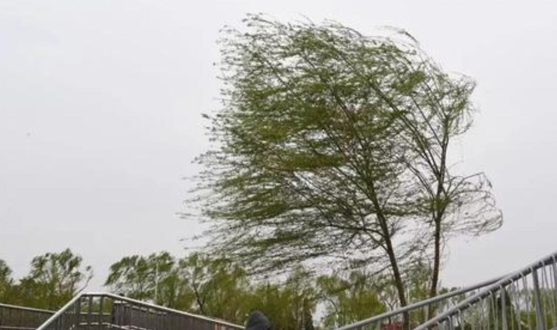 风的快递作文700字