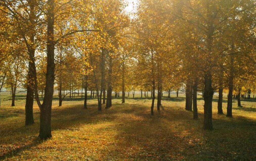 我家门前的小树林作文500字