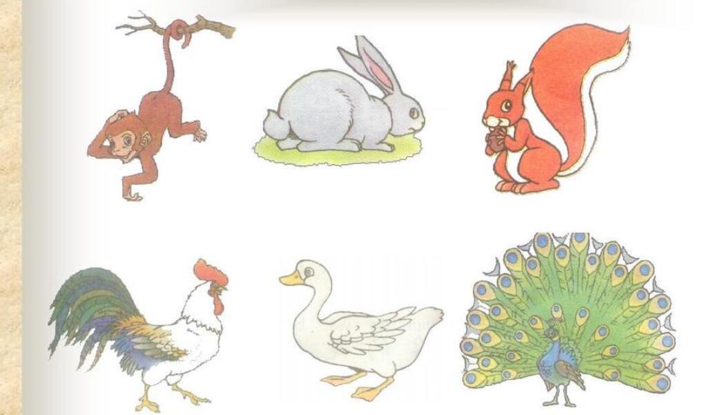 动物的尾巴.jpg 动物的尾巴.jpg