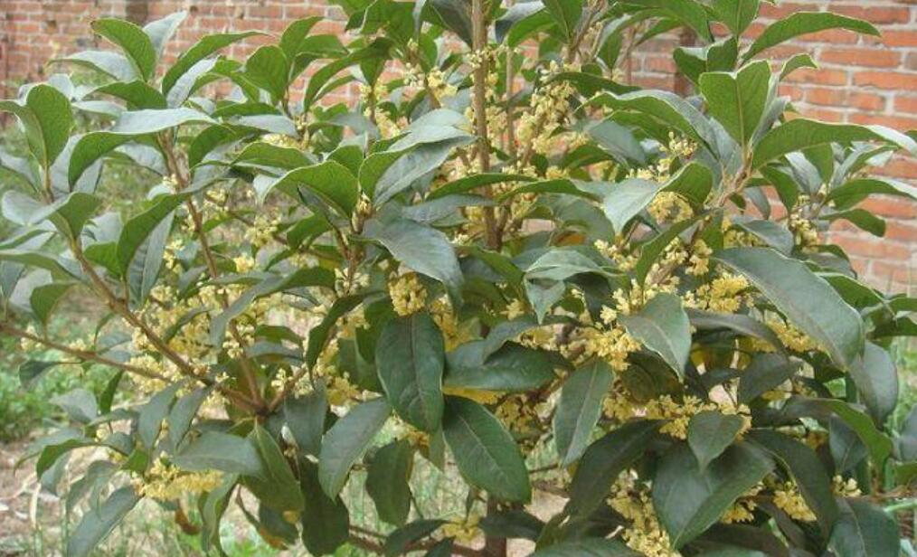 操场边的桂花树作文500字