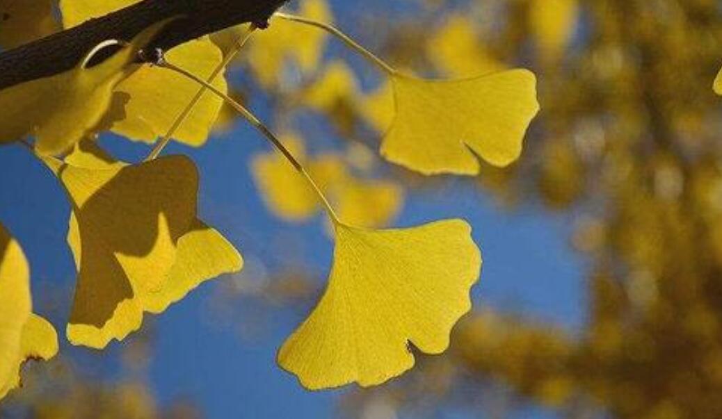 银杏树的叶子.jpg 银杏树的叶子.jpg