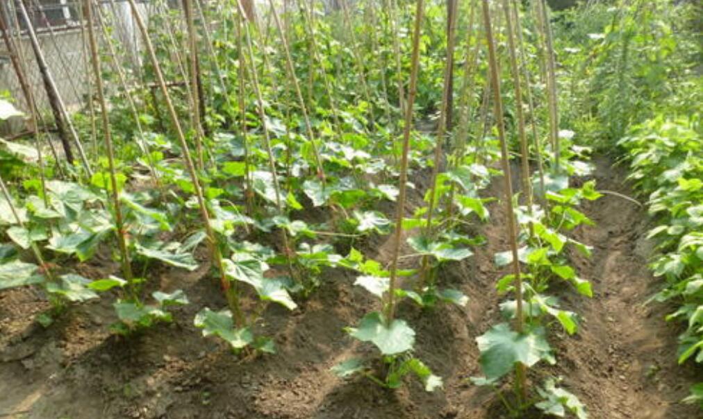 我的小菜园.jpg 我的小菜园.jpg