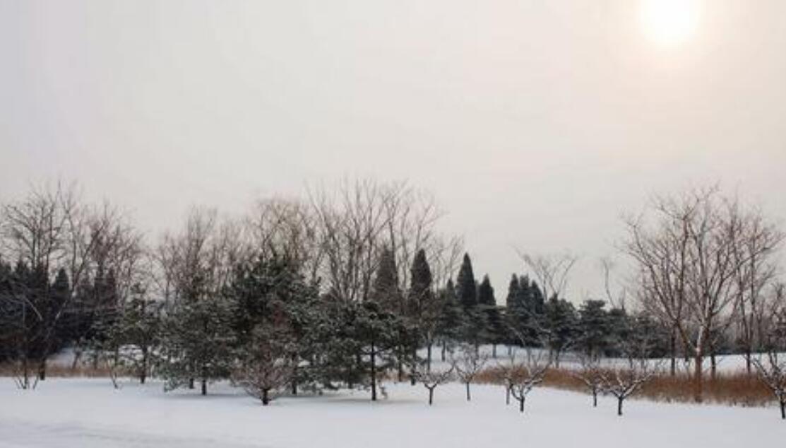 下雪即景作文400字五年级动静结合