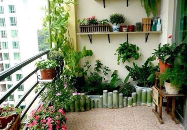 冬日的生机 阳台.jpg