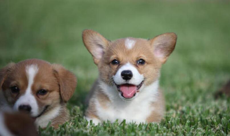 我家的小狗作文500字五年级