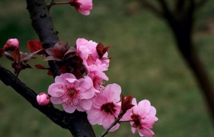 梅作文800字托物言志初中