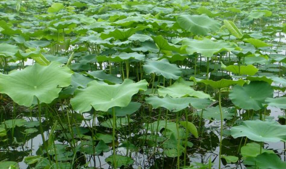 真没想到作文600字六年级