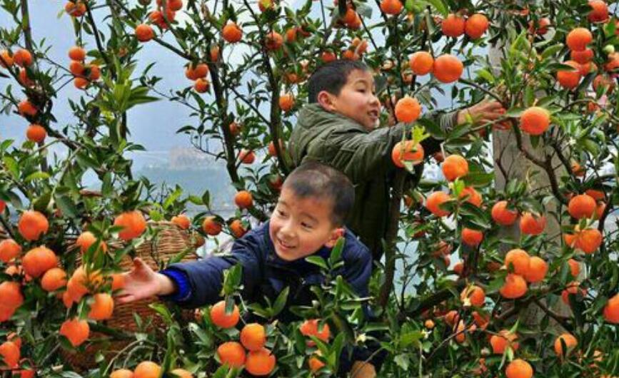 摘桔子作文500字