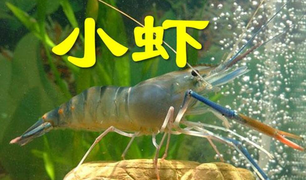 小动物作文400字四年级