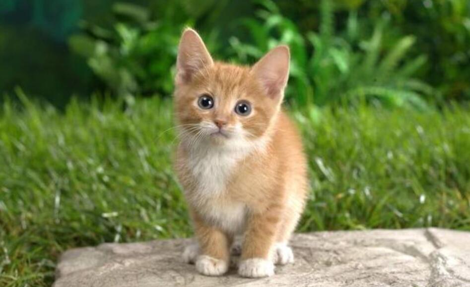 我家的小猫作文600字初中