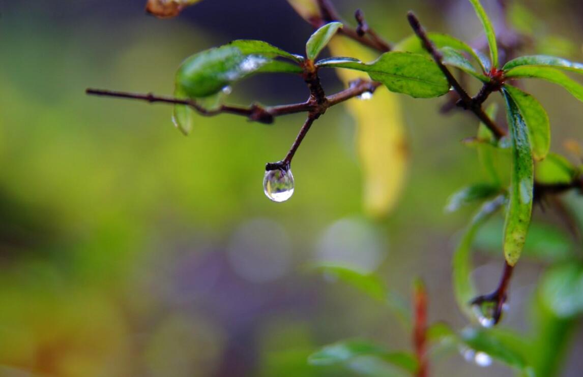 雨中即景作文500字五年级动静结合