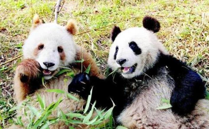 熊猫为什么是黑白相间的.jpg