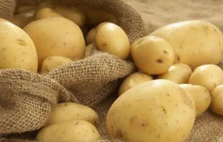 土豆的自述.jpg