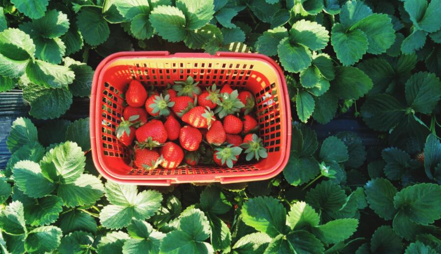 摘草莓作文600字初中