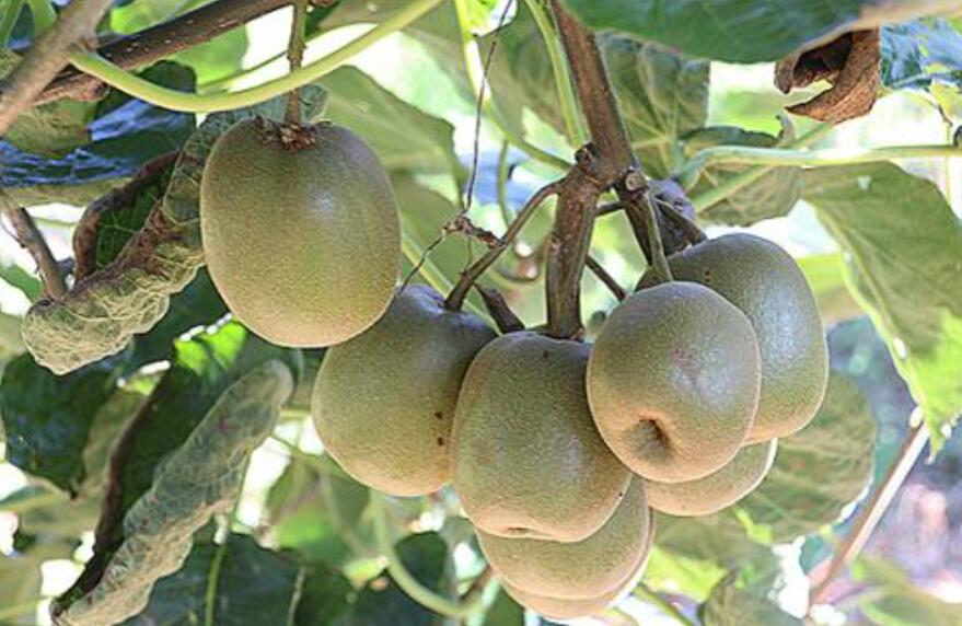 我爱故乡的猕猴桃作文400字