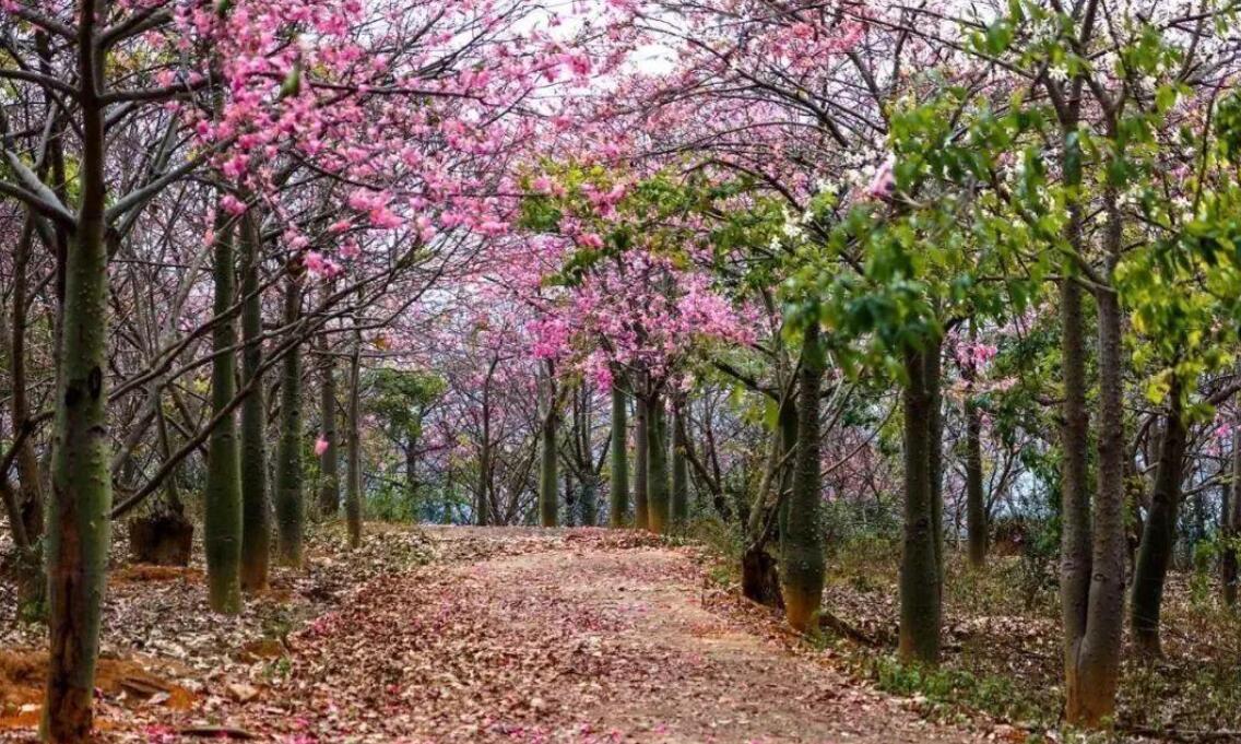 广东的冬天作文600字初中