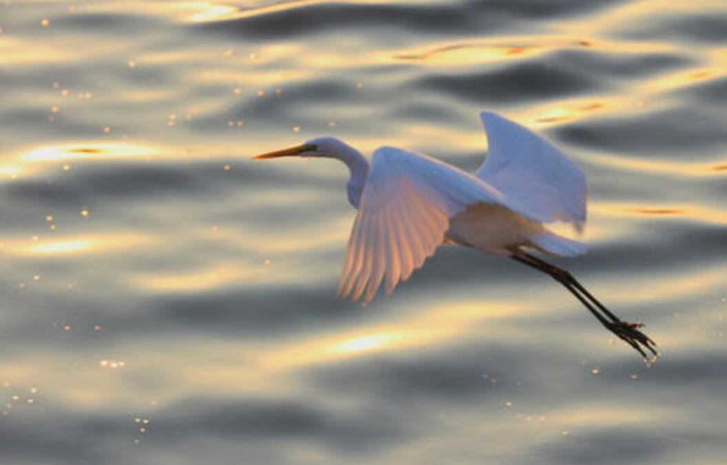 白鹭.jpg 白鹭.jpg