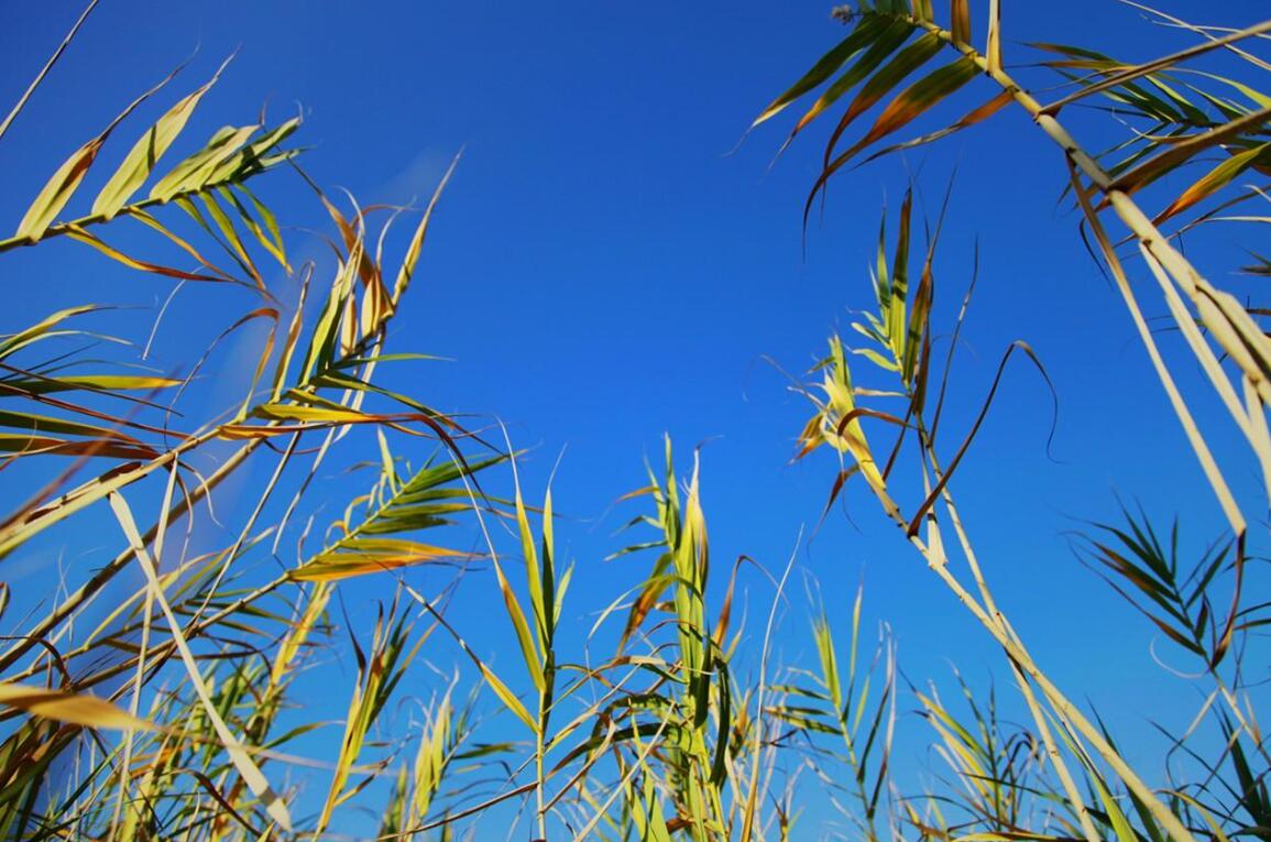 风的声音作文700字