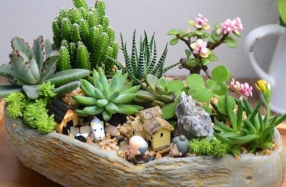 我的多肉植物作文700字