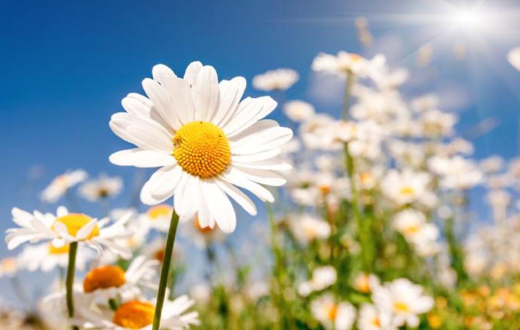 心花朵朵开.jpg 心花朵朵开.jpg