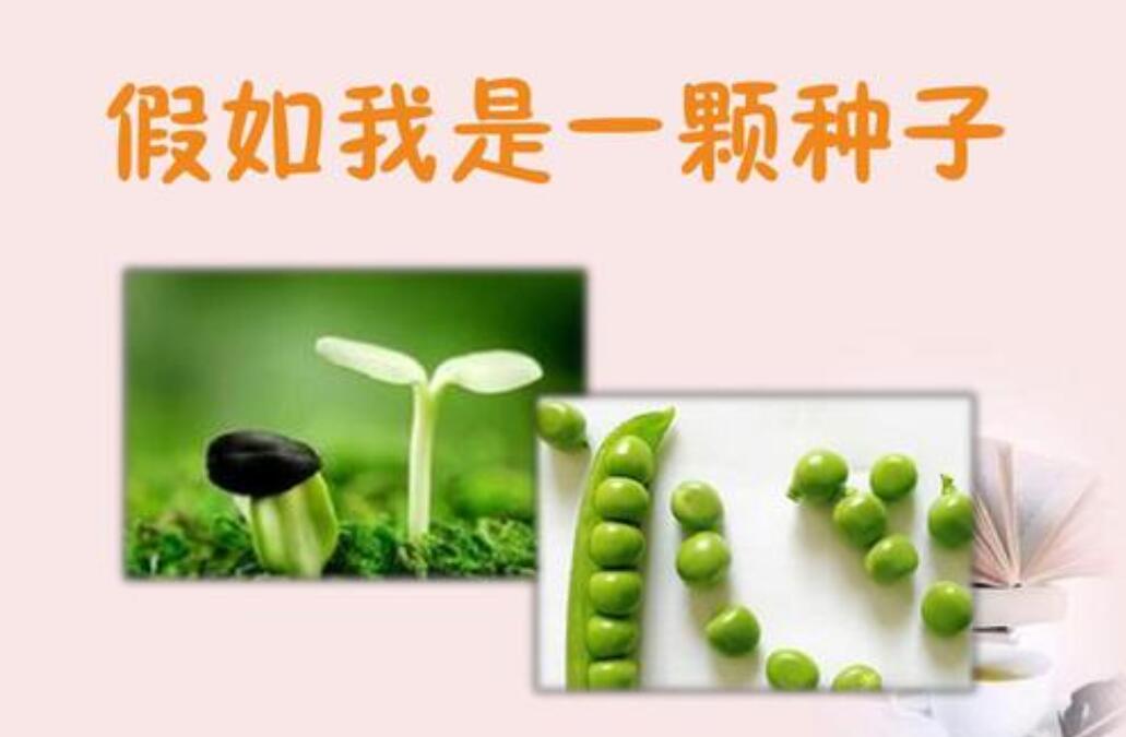 假如我是一颗种子作文400字