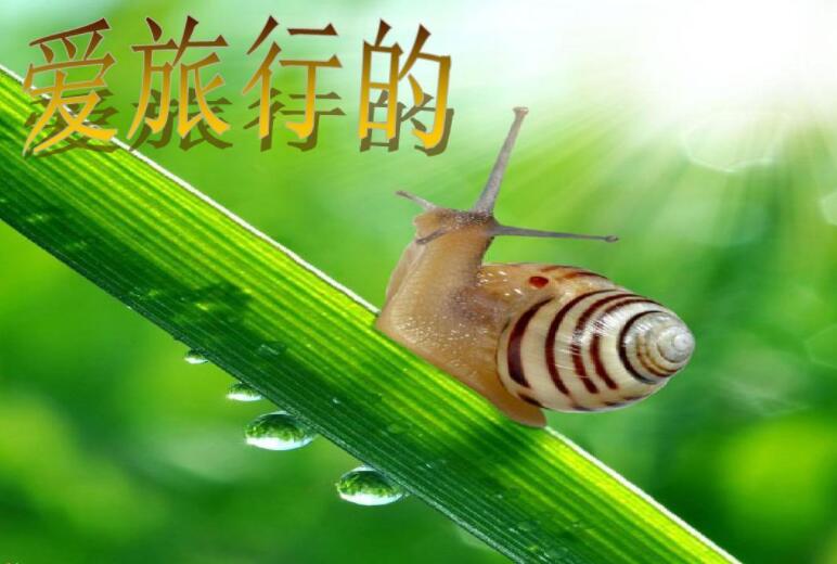 爱旅行的小蜗牛作文200字400字
