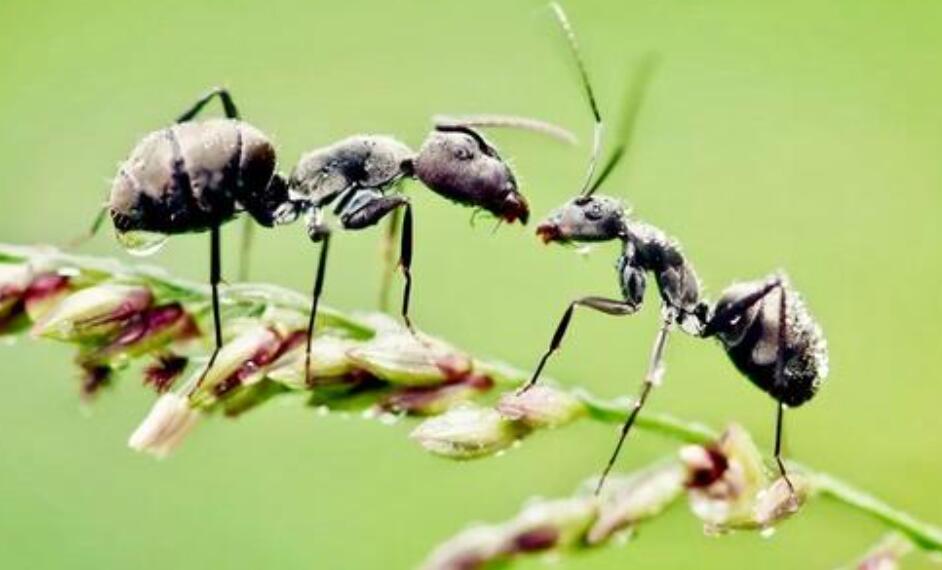 观察蚂蚁.jpg
