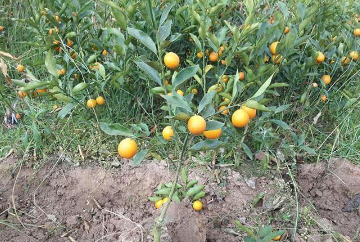 爷爷家的橘子树.jpg
