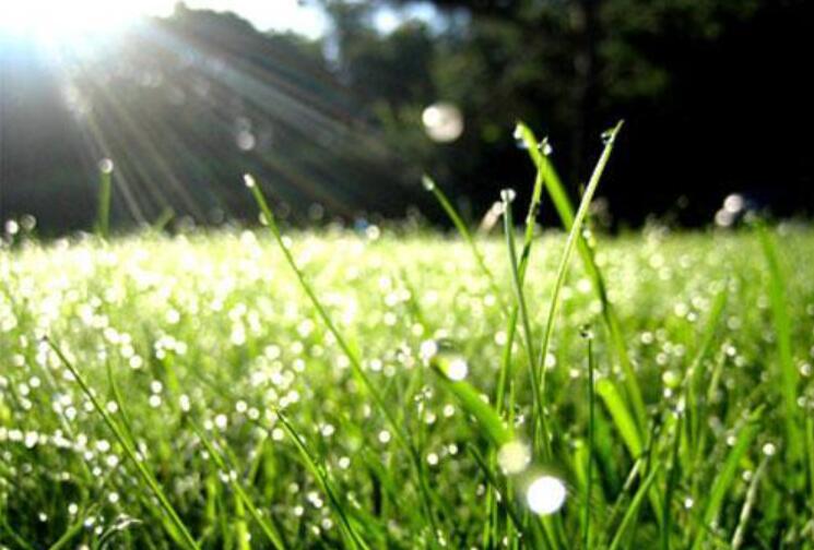 春雨.jpg 春雨.jpg